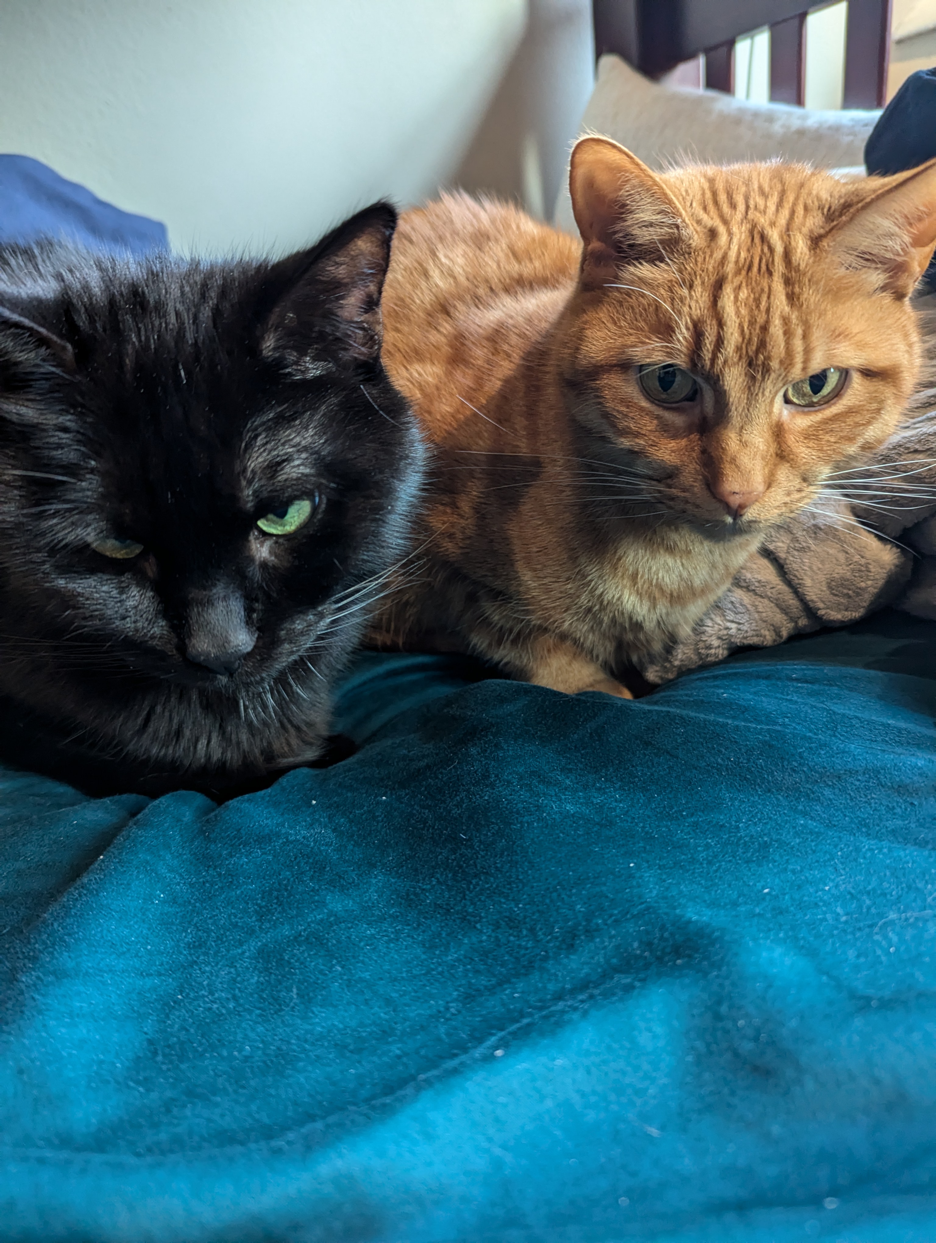 cats.jpg